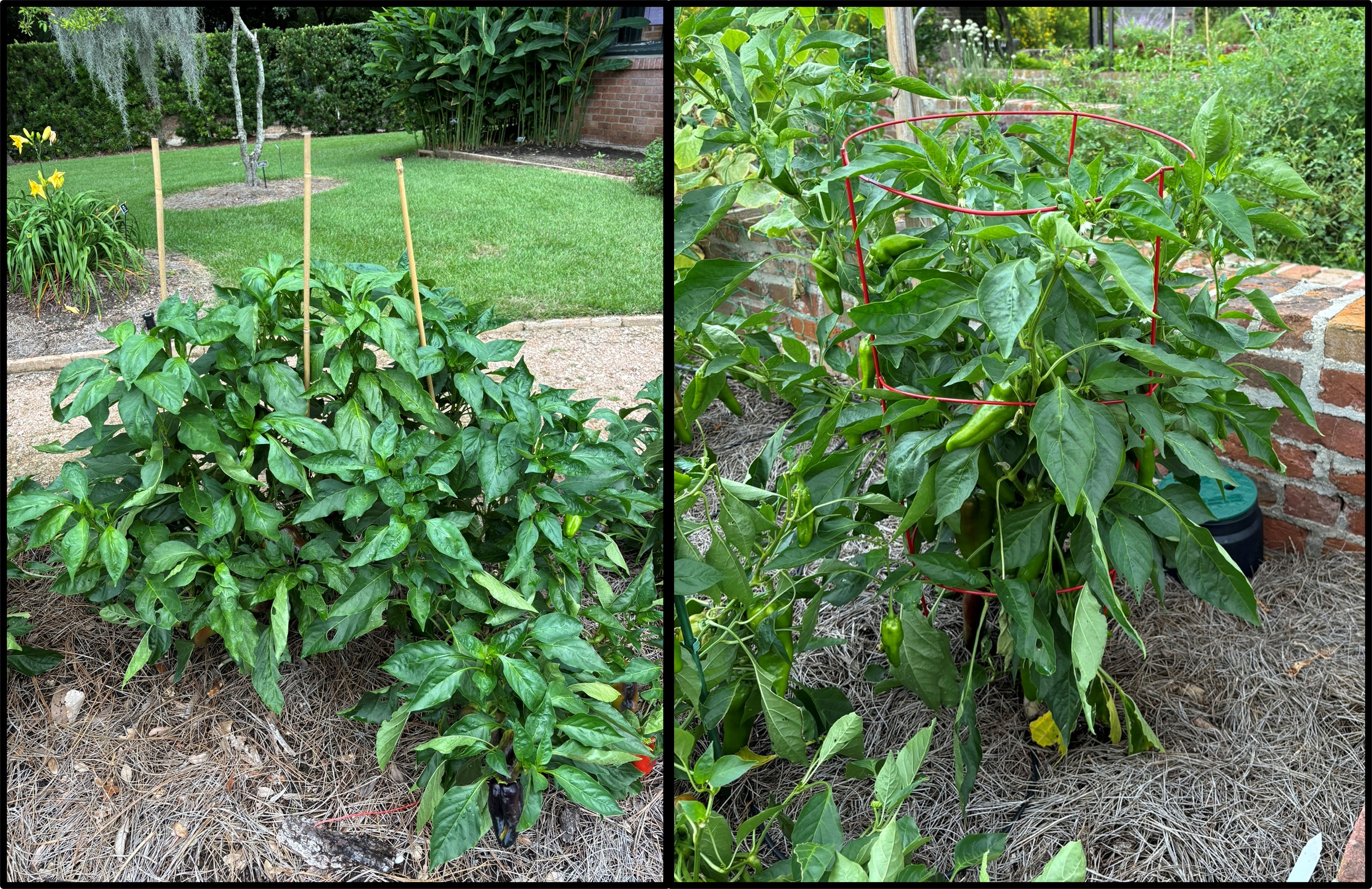 ​Peppers - From Sweet to Scorching - Part 2 - Growing Peppers